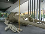 MAXXI Gino De Dominicis Calamite cosmica 2